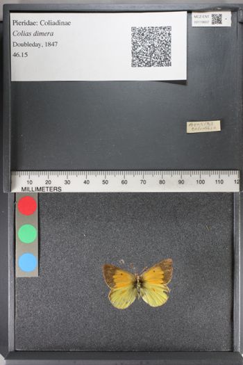 Media type: image;   Entomology 119607